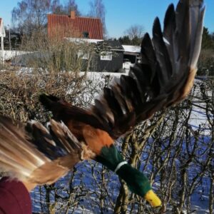 Sjove unikke ænder brugt til udstilling og derfor lidt pjuskede. Ægte andefjer sat på et plastic-skelet meget livagtige haves 12 stk. kr. Vejl.pris 75/stk. #unikkelopper